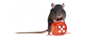 Britische Ratten zum Erforschen von Spielsucht
