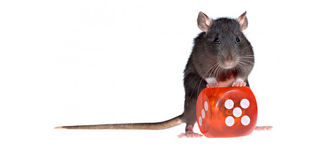 Britische Ratten zum Erforschen von Spielsucht