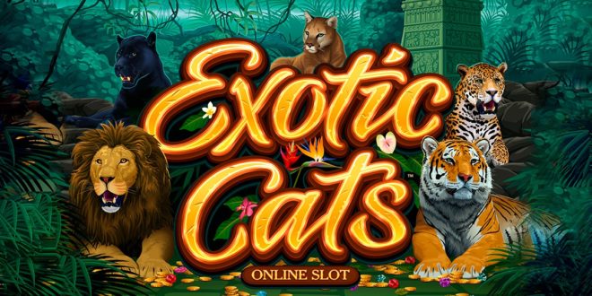 Neuer Online Spielautomat für Katzenfreunde